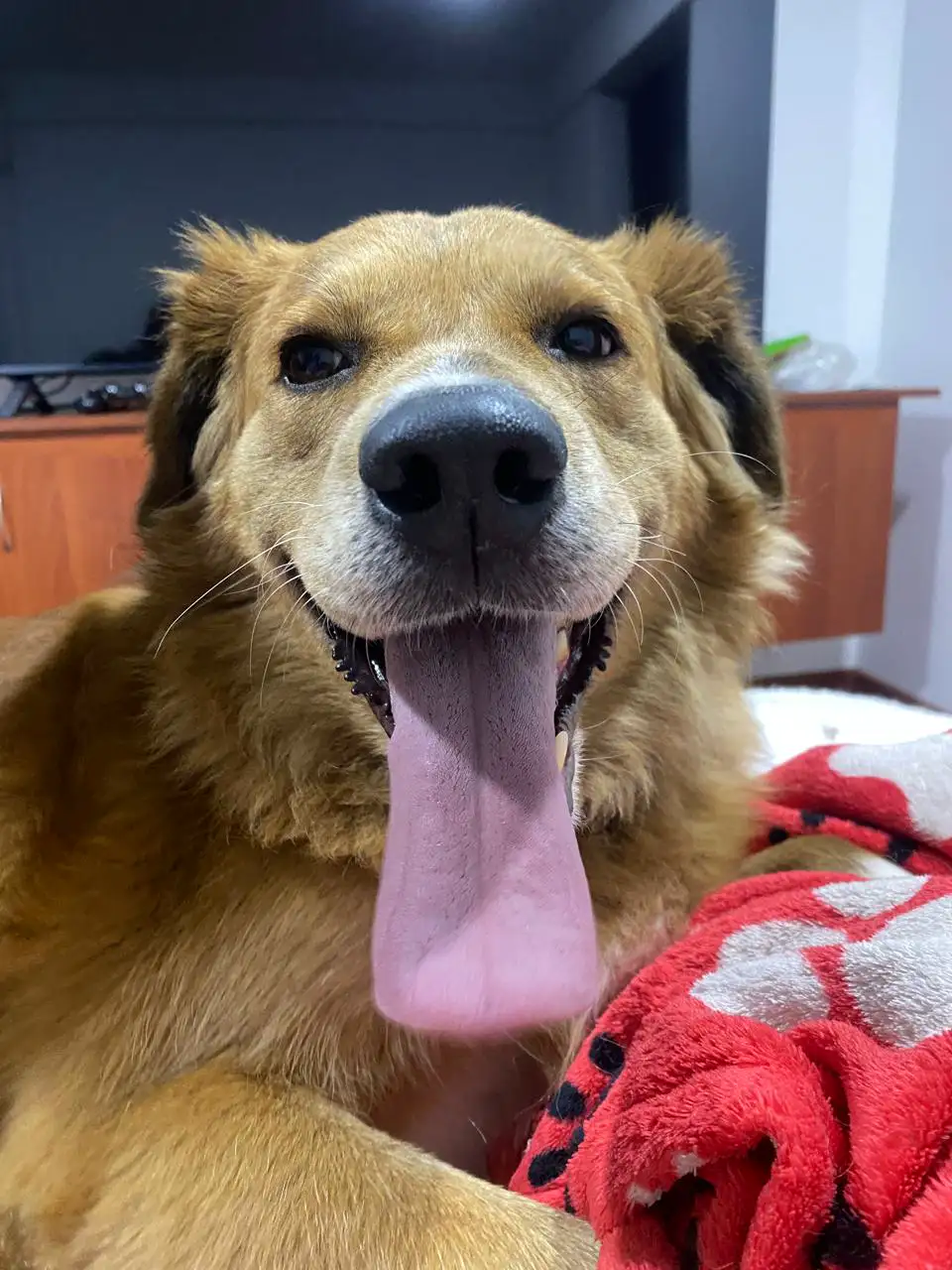 Golden retriever with its tongue out