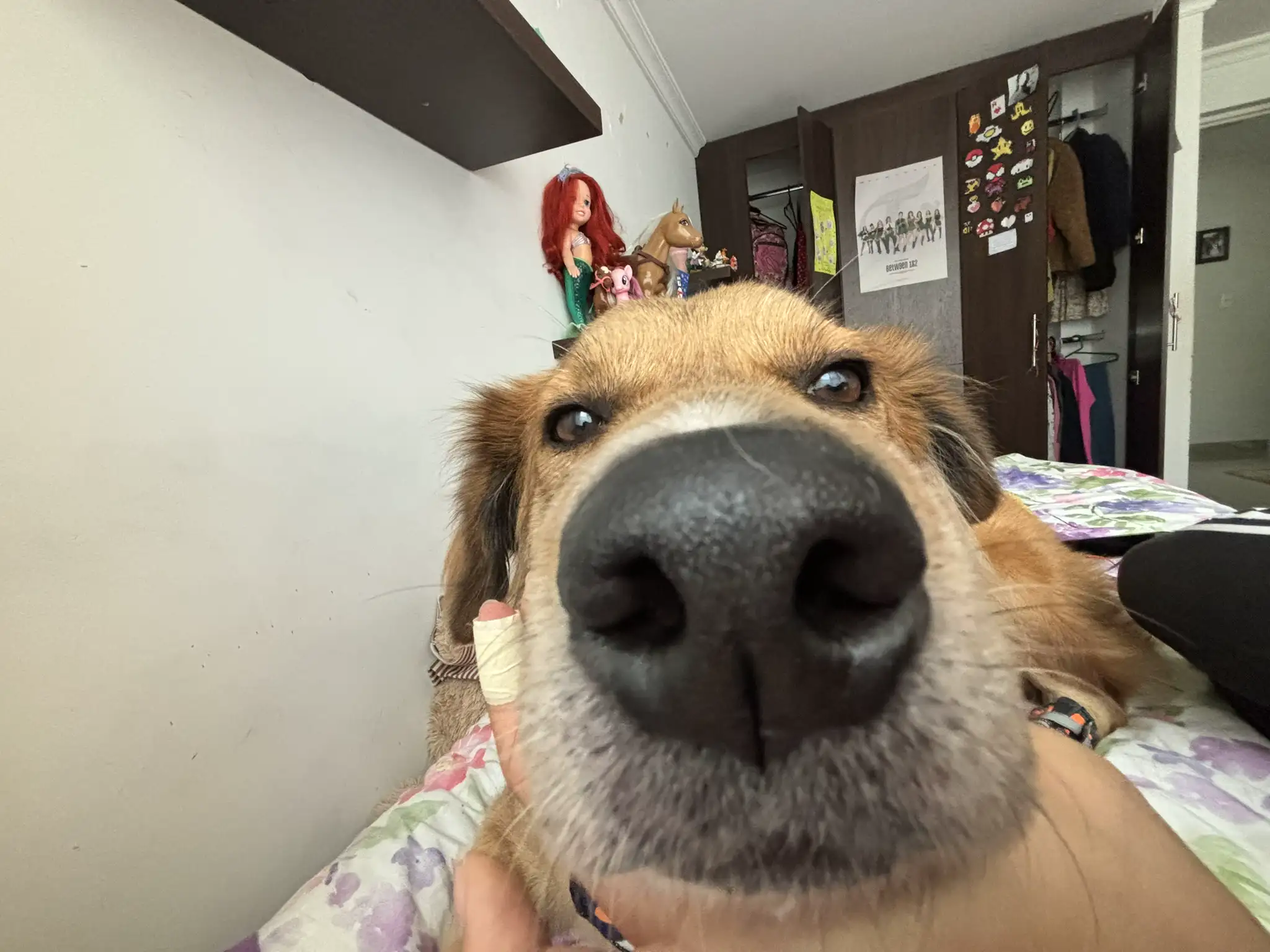 Close-up of a golden retriever sniffing the camera